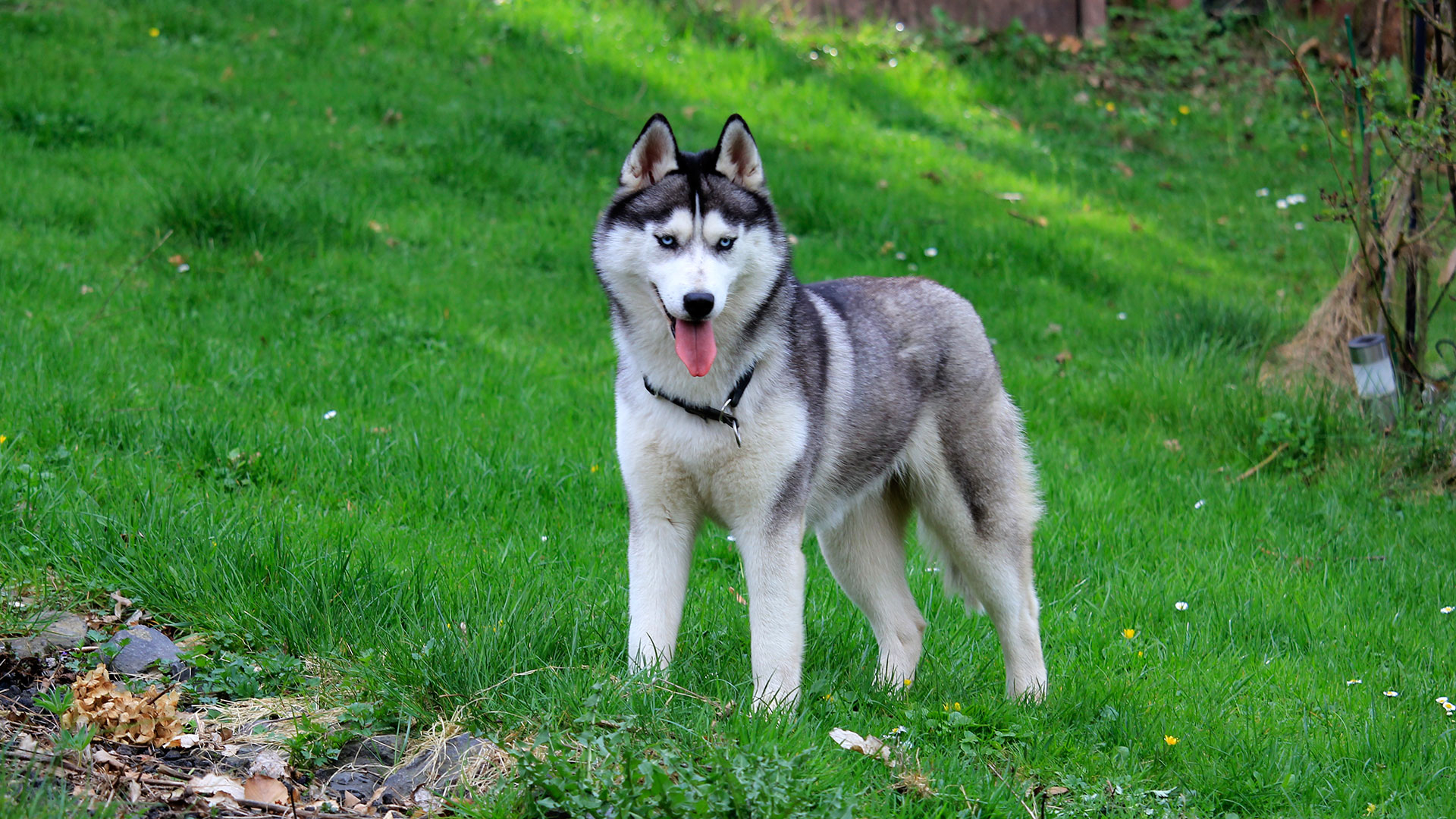 are siberian huskies considered a large breed